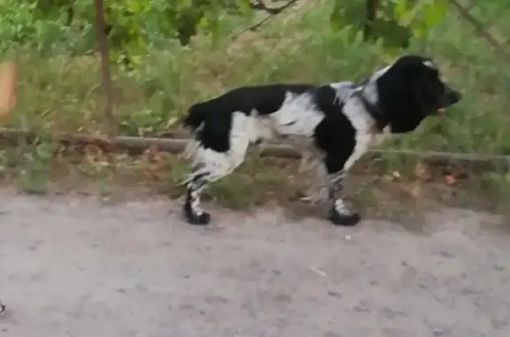 Пропала собака Троян в Таганроге