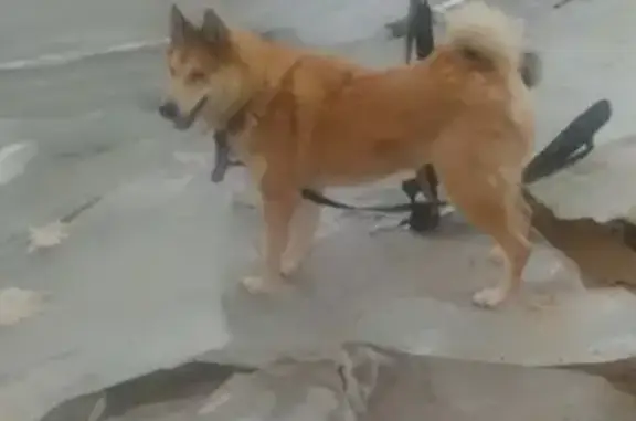 Пропала собака Норд в Ярославле на ул. Домбровского