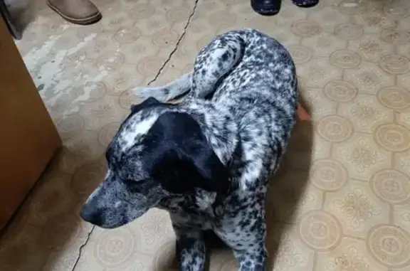 Найден пёс в Куйбышевском районе с ошейником