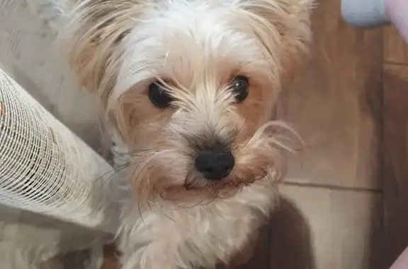 Собаки потеряшки, Астрахань, фото: Потеряшка собака буся в Астрахани