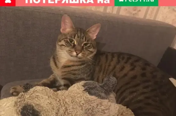Пропала кошка в СВАО Москвы, адрес Олонецкая 15 Б