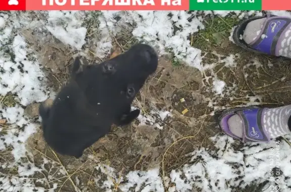 Найден щенок в с. Холмовка, Крым