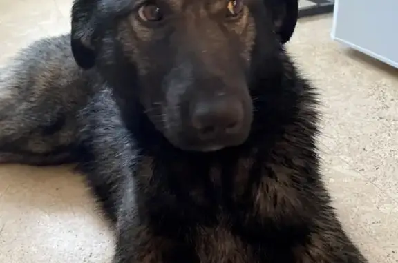 Найдена собака в Омске: помогите найти хозяина!