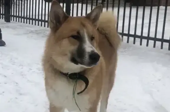 Найдена собака Лайка с ошейником в Дмитрове
