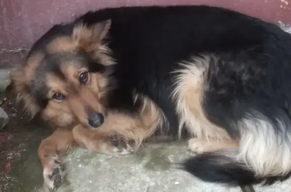 Найдена собака на улице в Щёлково