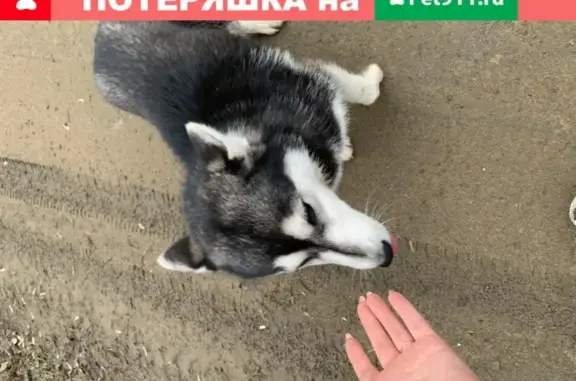 Найдена собака в Грязях, ищем хозяина