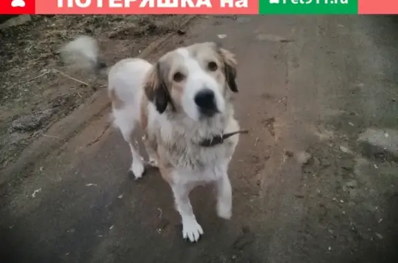 Найдена собака на улице Тенистая в Астрахани