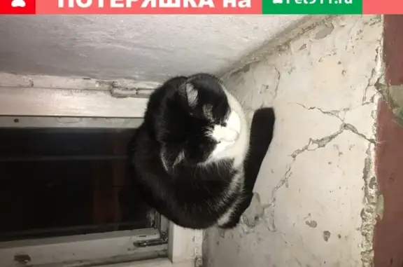 Найдена кошка на улице 8 Марта, Екатеринбург