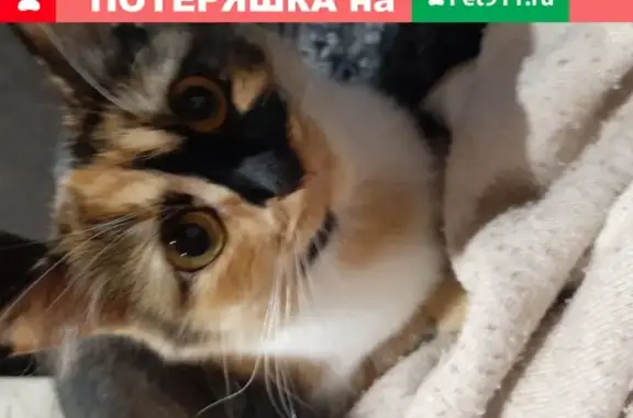 Объявления о пропавших и найденных животных, Саранск, фото: Пропала кошка Мотя в Саранске на улице Серадзской, 12А