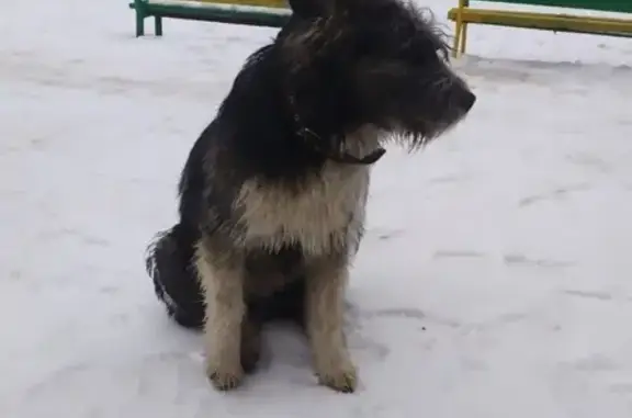Собака найдена на улице Габишева, Казань