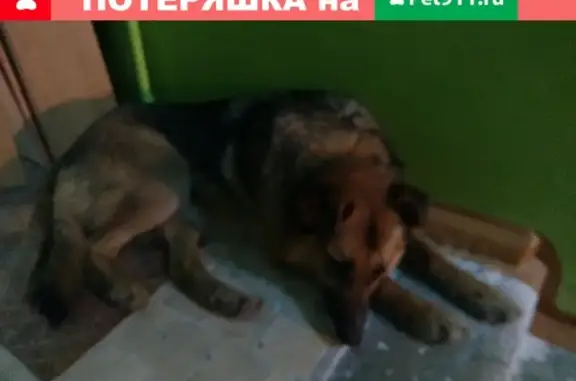 Найдена умная собака на мед городке в Смоленске