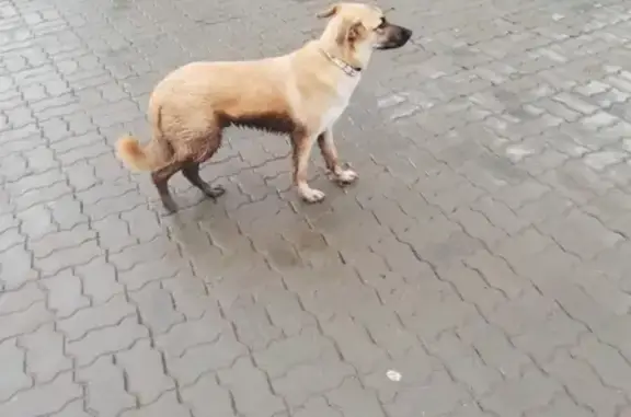 Найдена пугливая собака на Петербургской улице