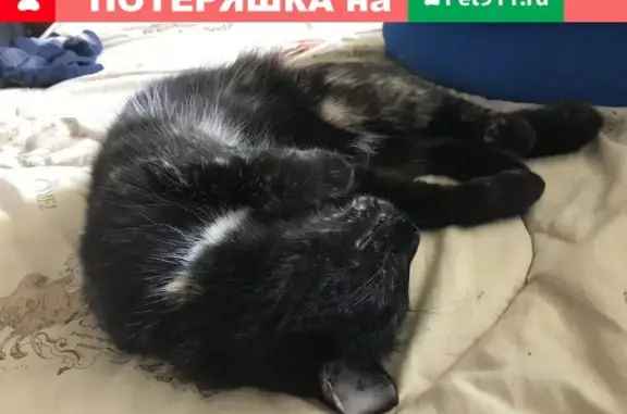 Пропала кошка на улице Запотоцкого 48 (Республика Башкортостан)