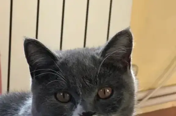 Объявления о пропавших и найденных животных, Ижевск, фото: Пропала кошка Сима в Ижевске, ул. Некрасова