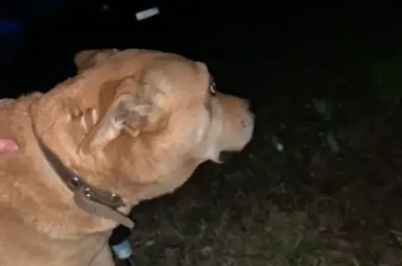 Пропала собака в д.Ивашево, Ногинский район
