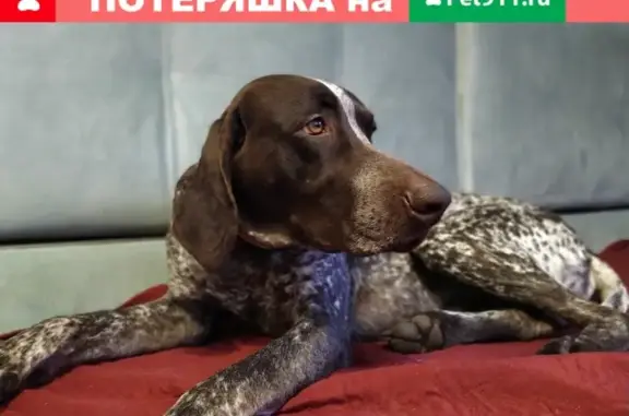 Найден породистый пес в Нарофоминске, скучает в Одинцово.