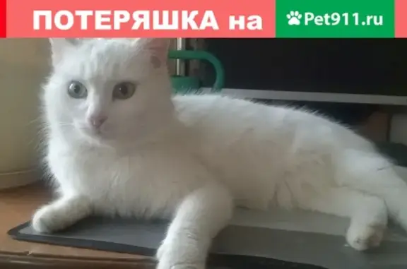 Найден белый кот в Федурино, Городецкий район