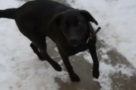 Найдена собака на Магнитогорской улице!