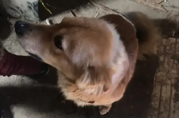 Найдена рыжая собака в Центральном парке Волгограда