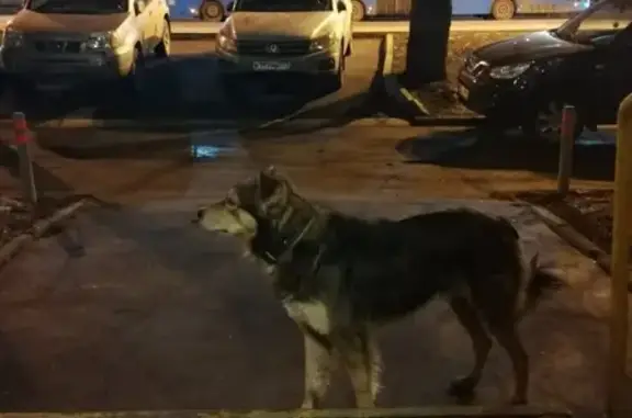 Собака найдена в Ховрино/Головинском районе, контакт на почту