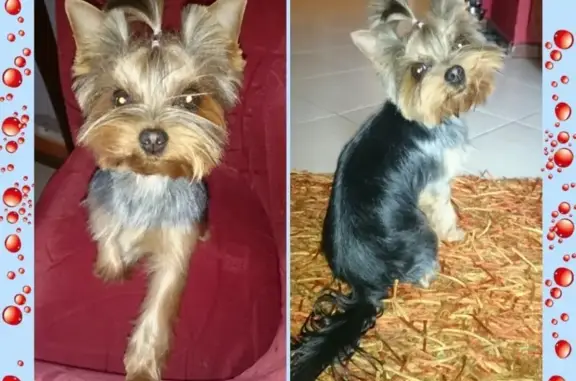 Собаки потеряшки, Калининград, фото: Потеряшка собака Йоркширского терьера на бульваре Лефорта, Калининград