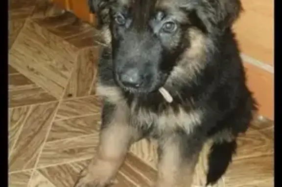 Пропала собака Джек на ул. Тимирязева, Новосибирск
