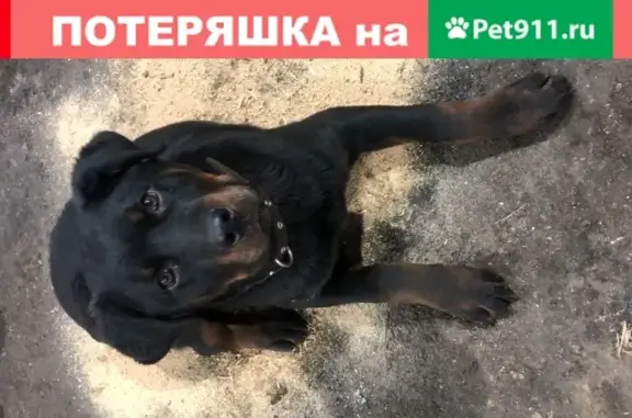 Пропала собака Ротвейлер в Москве на Очаковском шоссе (5Ас9)