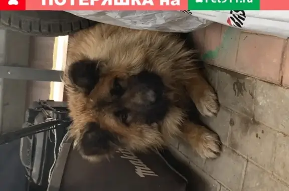 Найдена собака в Кубинке-60, Московская обл.