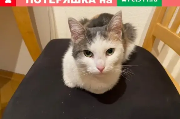 Найдена кошка на Лесной, д.4, м.Белорусская в Москве