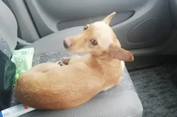 Собака найдена на Байдаевском шоссе.