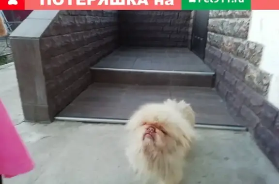 Найдена собака, Клинцы, фото: Найдена собака в Клинцах, Брянская обл.