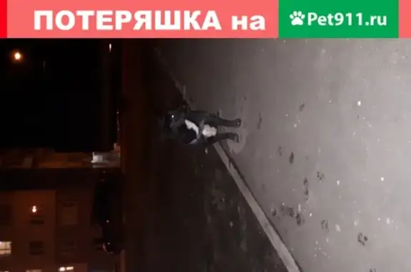 Найдена собака на ул. Курыжова, Домодедово
