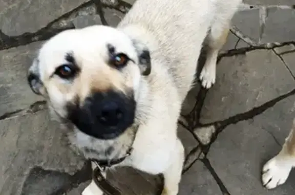 Пропала собака в Наро-Фоминске, район Жихарево-Любаново