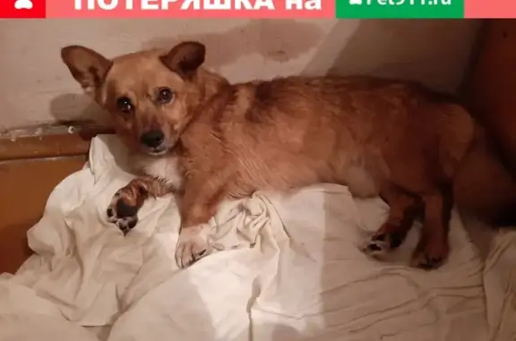 Собака найдена на улице Малый Конный Полуостров, 13.
