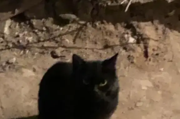 Найден ласковый кот в Иваново