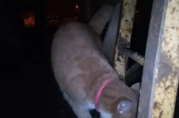 Найден домашний кот Рыжий с белым ошейником в Тамбове