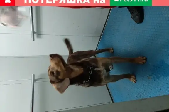 Найдена собака на улице 50 лет НЛМК, 17А.