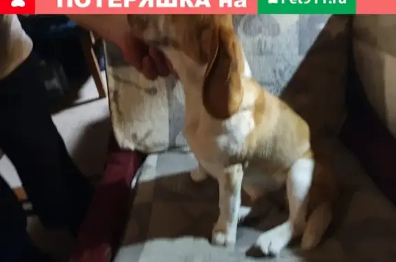 Найдена клейменая собака Бигль в Приозерске