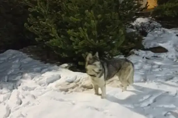 Пропала собака в деревне Алабино, Московская область - помогите найти!