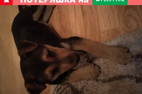 Найдена собака на улице Чекистов, Калининград