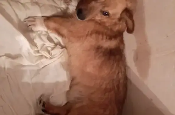 Собака найдена в Верх-Исетском районе, похож на корги.