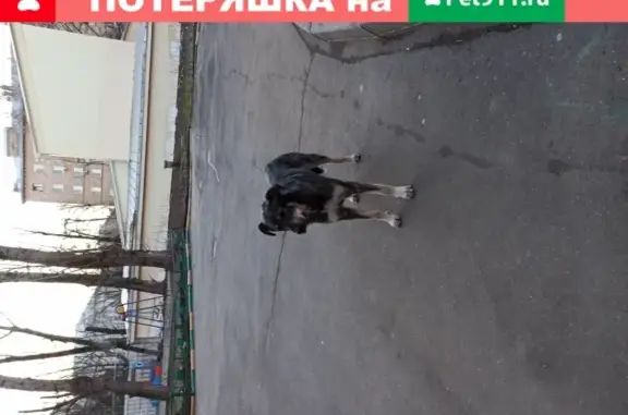 Собака Кабель ищет хозяина на ул. Станиславского, 21с1