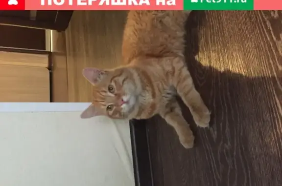 Найден рыжий кот на улице Двинская