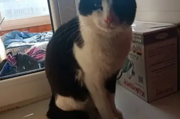 Найден черно-белый кот на ул. Вишневского, 12 в Казани