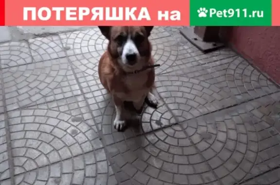 Собака на Бульваре Победы, Воронеж