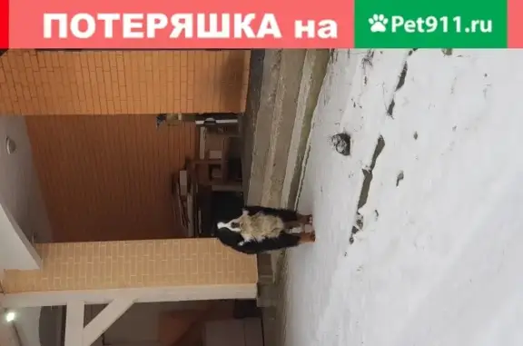 Пропала собака Тор в посёлке Ильичёво, Ленобласть