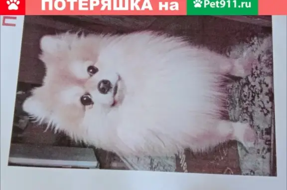 Пропала собака породы Шпиц по адресу в Москве.