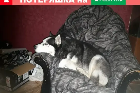 Собаки потеряшки, Астрахань, фото: Потеряшка собака в Астрахани, Советский район