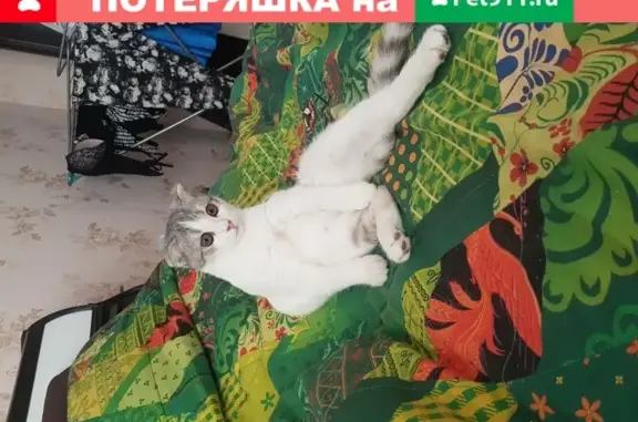 Пропала кошка Шотландская в Тюмени, ул. Немцова