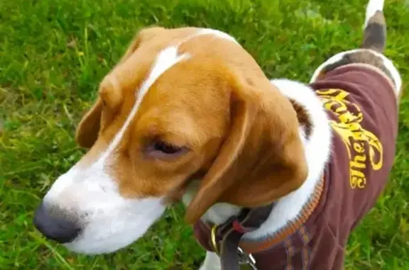Пропала собака Грей на Заречной улице в Костроме